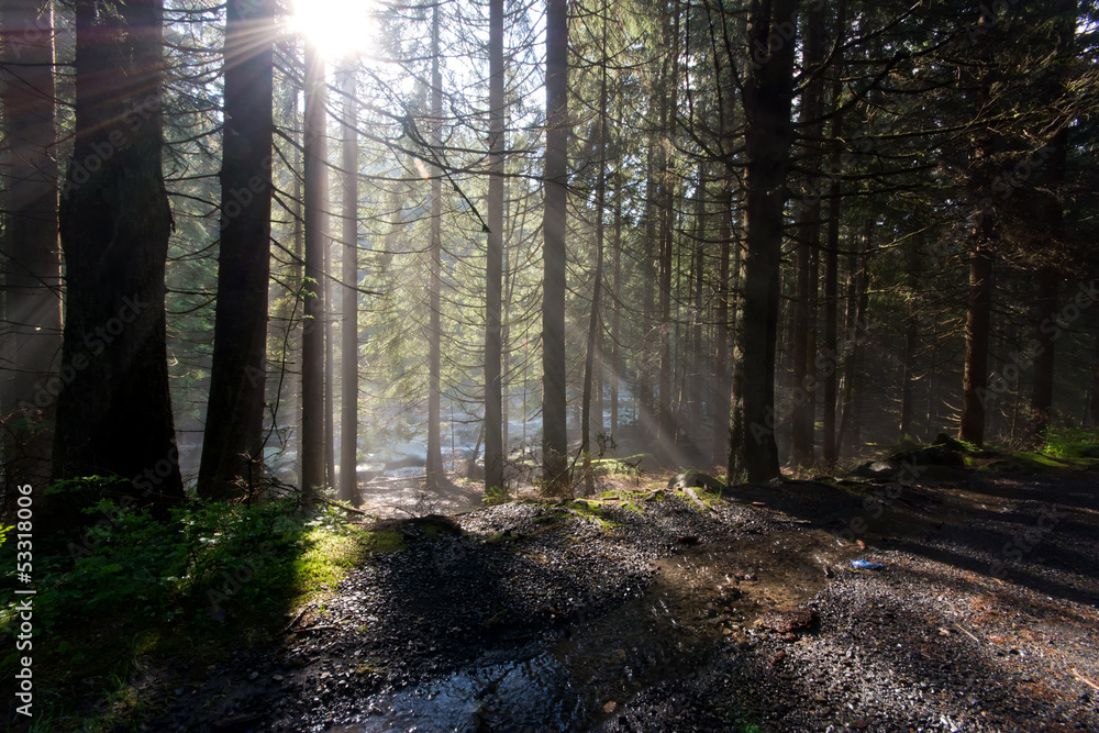 Forest sun light rays