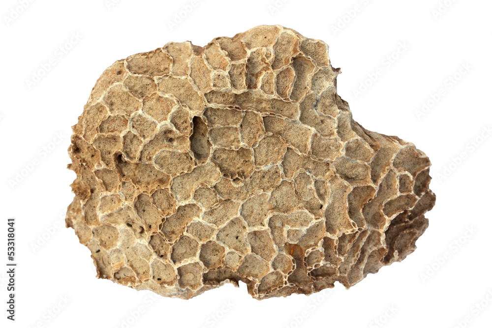 Coral fossil Coral fossil