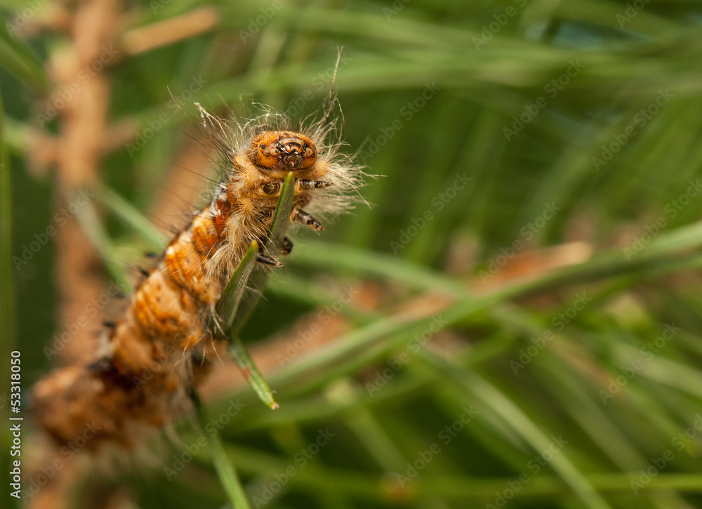 Dendrolimus pini