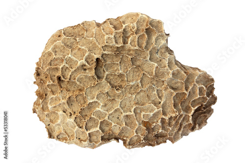 Coral fossil
