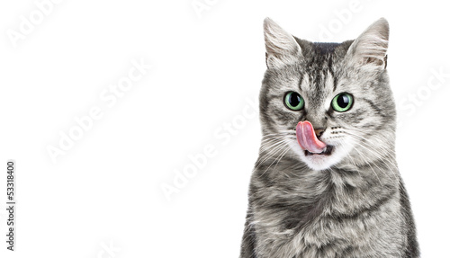 Portrait grey cat isolated in white licking her face