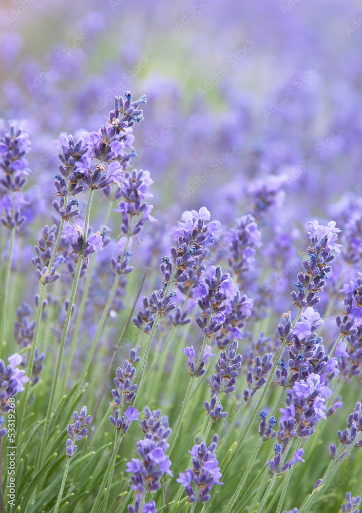 Obraz premium Lavender flowers on summer field closeup