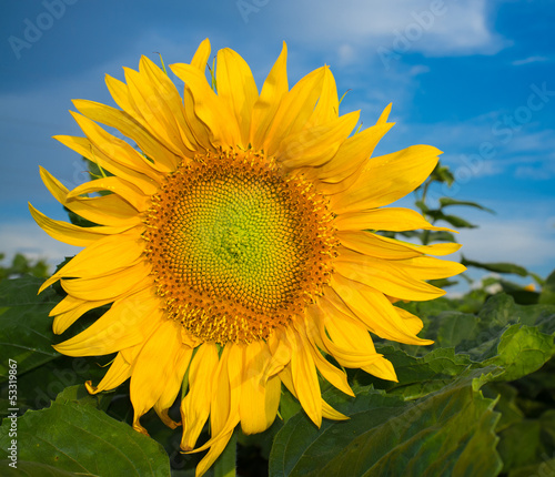 Sunflower on a blue cloudy sky background