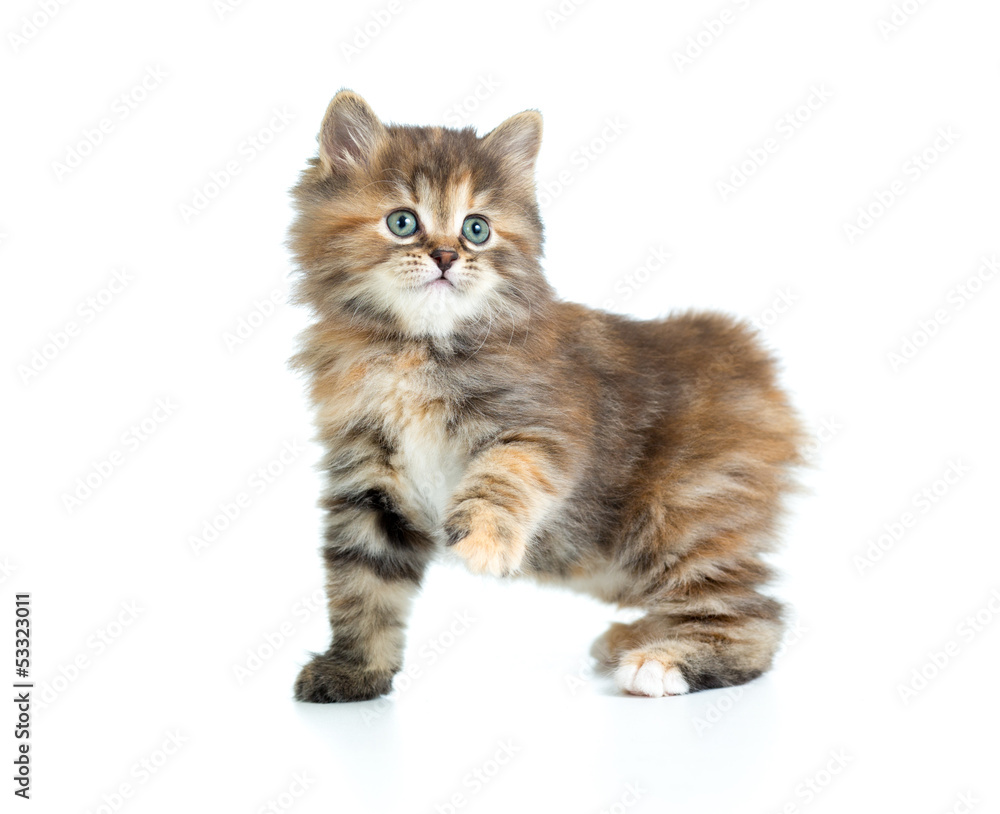 Kuril bobtail tortoiseshell coat coloring kitten with one paw up