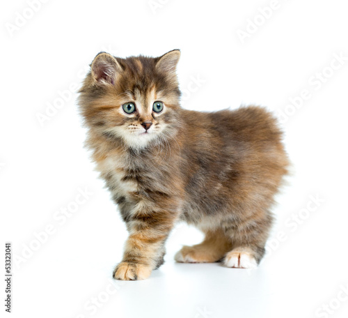 Kuril bobtail tortoiseshell coat coloring kitten isolated on whi