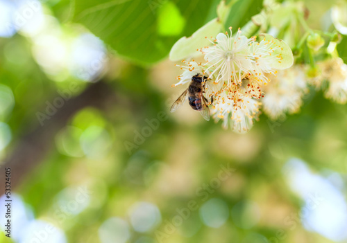 ape su fiore