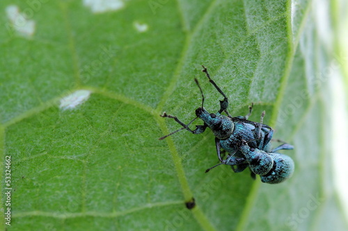 Couple weevils on leaf. Macro © Vitalii Hulai