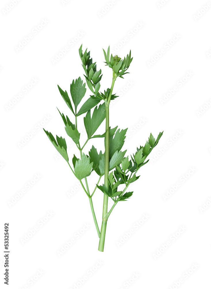 Fototapeta premium Liebstöckel Maggikraut