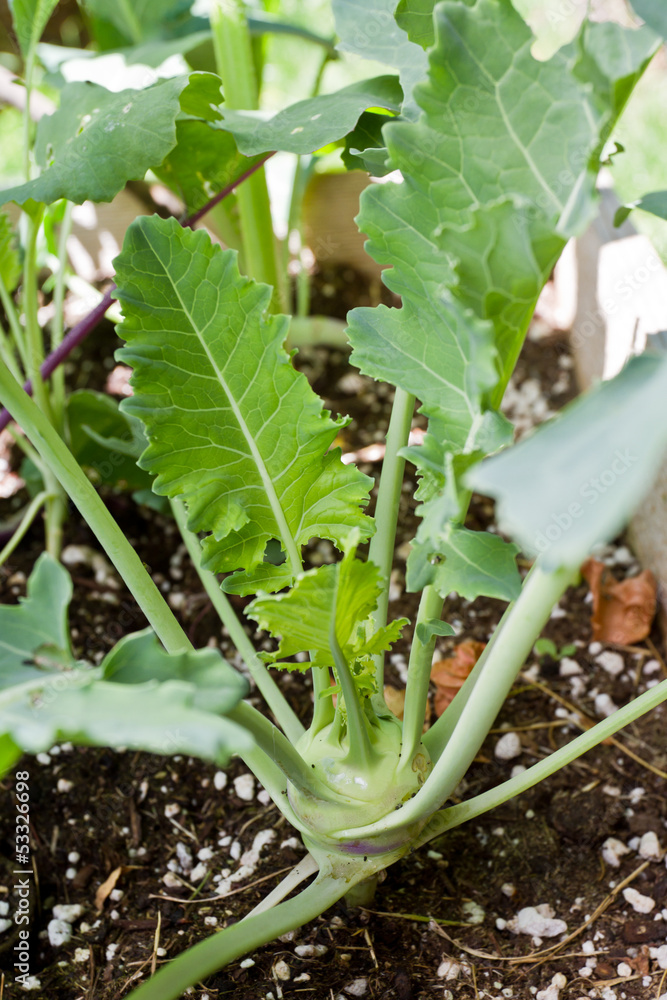 custom made wallpaper toronto digitalkohlrabi plat