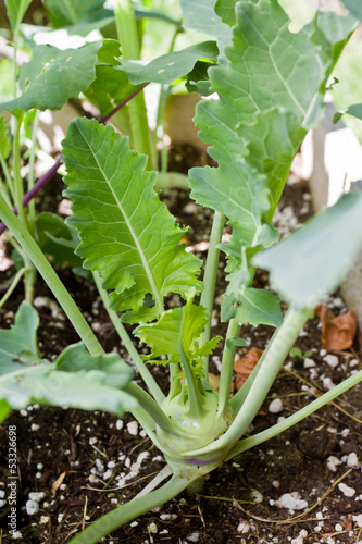 Wallpaper Mural kohlrabi plat Torontodigital.ca