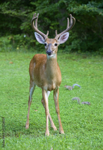 Wide buck