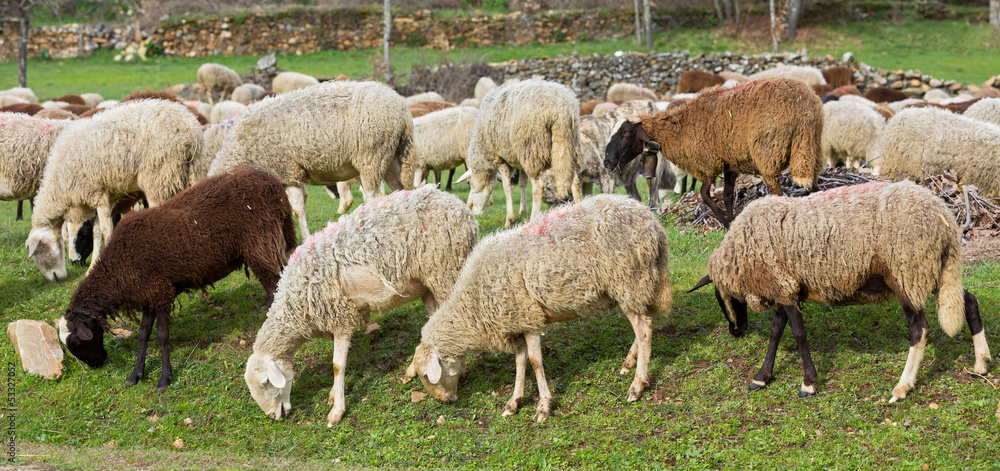 Flock of sheep in a row