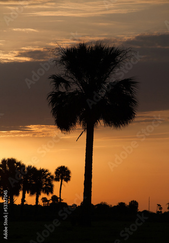 Palm silhouette