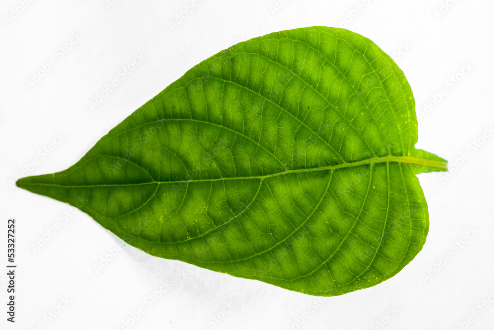 Obraz premium Green leaves isolated, one leaf