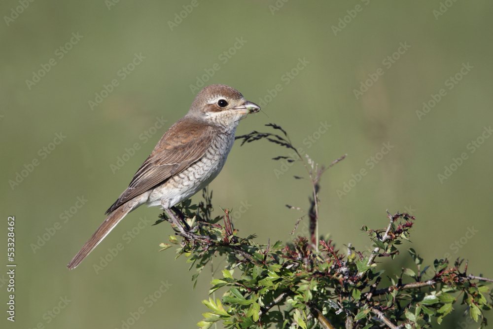 Red-backed shrike, Lanius collurio, FEMALE Red-backed shrike, Lanius collurio, FEMALE