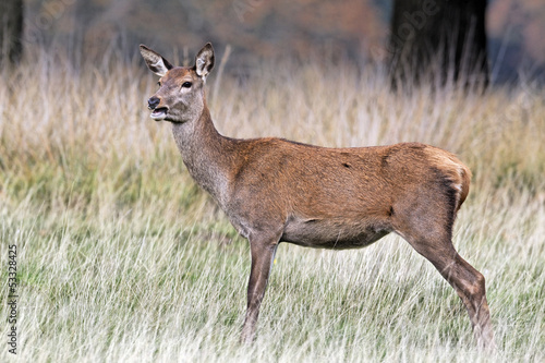 Fototapeta Naklejka Na Ścianę i Meble -  Red deer, Cervus elaphus, FEMALE