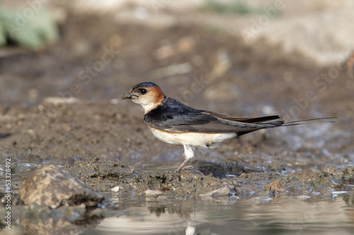 Red-rumped swallow, Hirundo daurica,