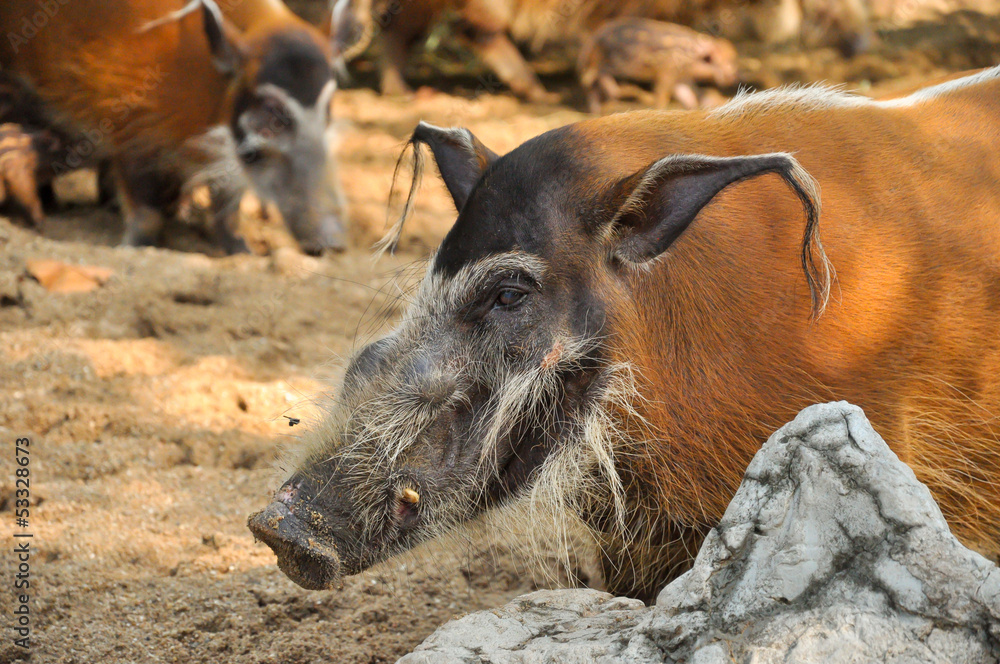 Red river hog