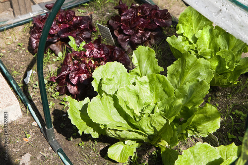 Greenhouse with salad and edive in garden photo