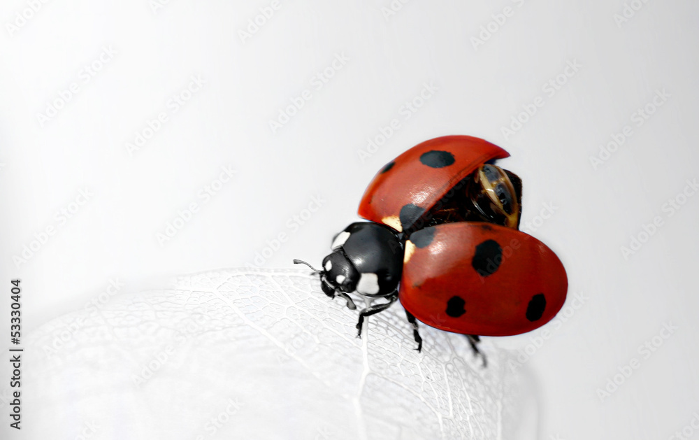 Obraz premium Glückskäfer