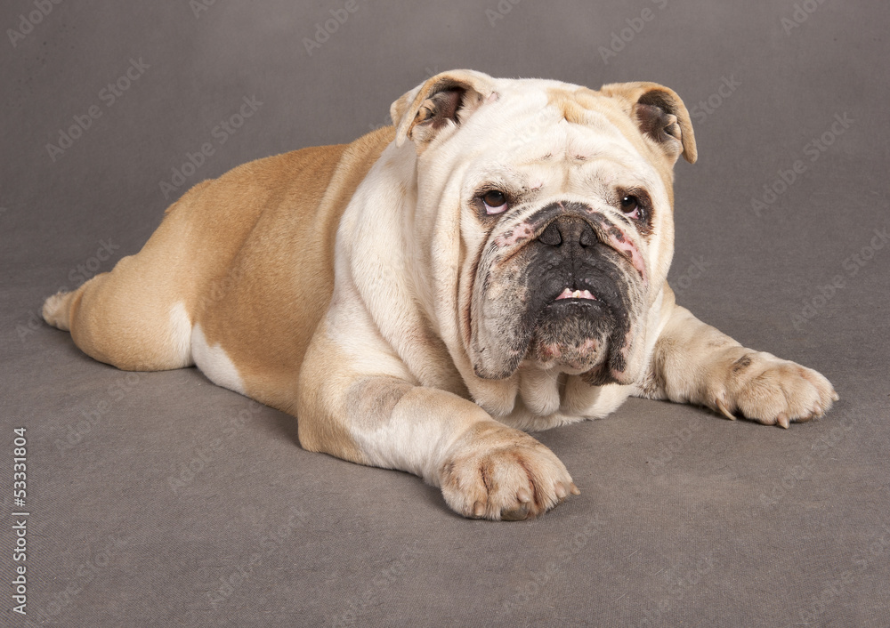 Fototapeta premium dog