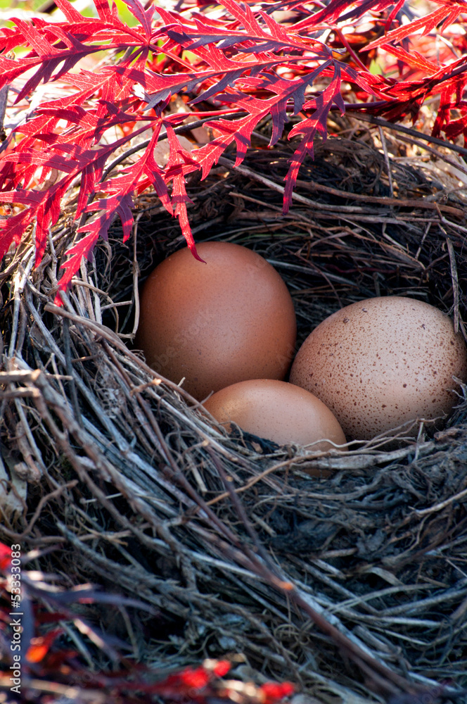 nest im roten ahorn nest im roten ahorn