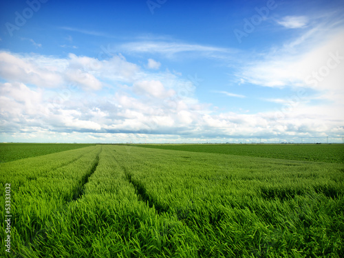 Wheat Field in a cloudy sky