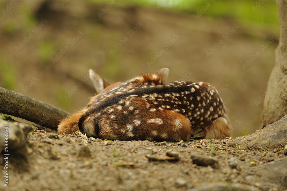 Just born young fallow deer