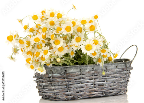 Fototapeta Naklejka Na Ścianę i Meble -  Small chamomiles in wicker basket isolated on white