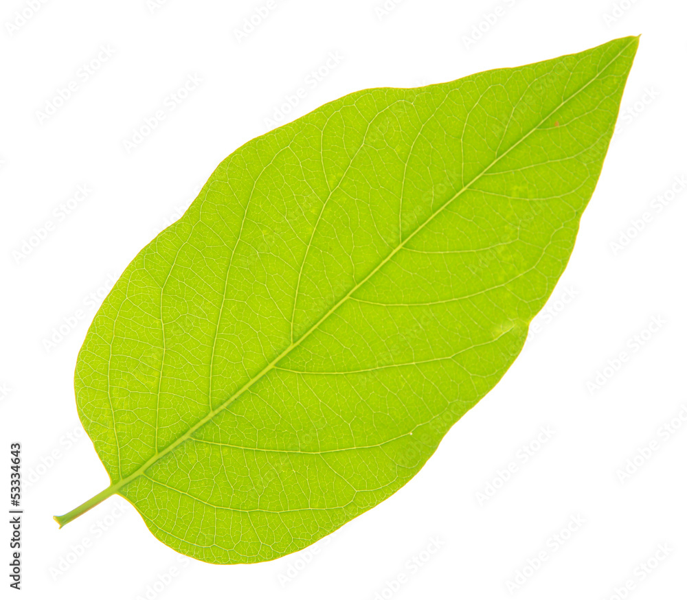 Green leaf isolated on white Green leaf isolated on white
