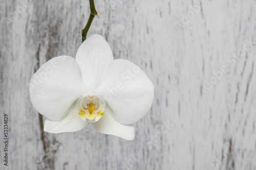 White orchid on white wood background