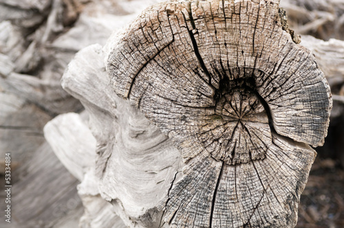Driftwood