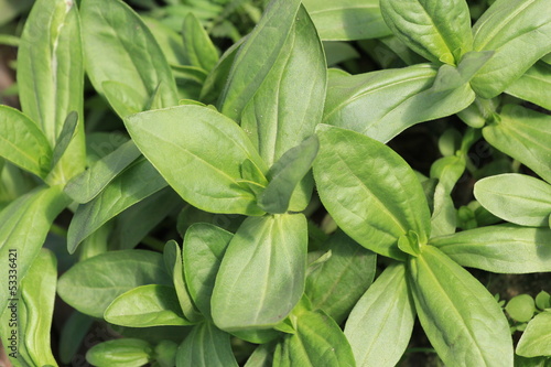 fresh herbs in the garden