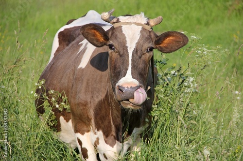 Meadow. Cow in the grass