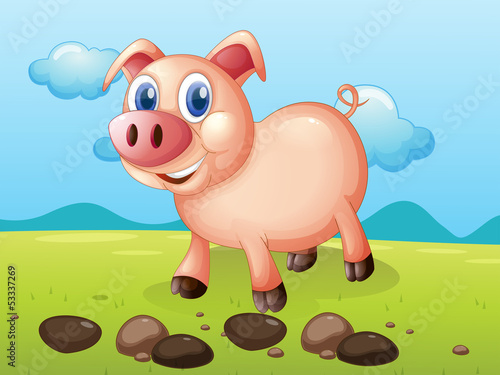 A smiling pig near the stones