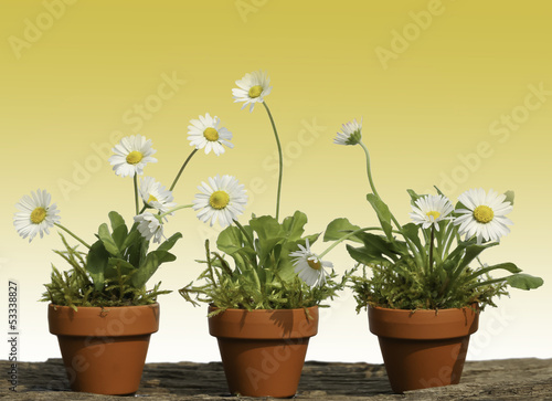 Fototapeta Naklejka Na Ścianę i Meble -  daisy  flowers in terracotta pots
