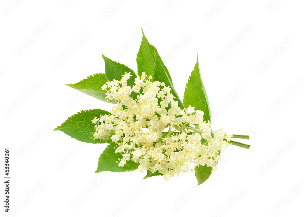 Φωτογραφία Elderflower