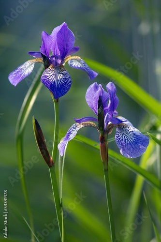 Fototapeta Naklejka Na Ścianę i Meble -  sibirische schwertlilie / iris sibirica
