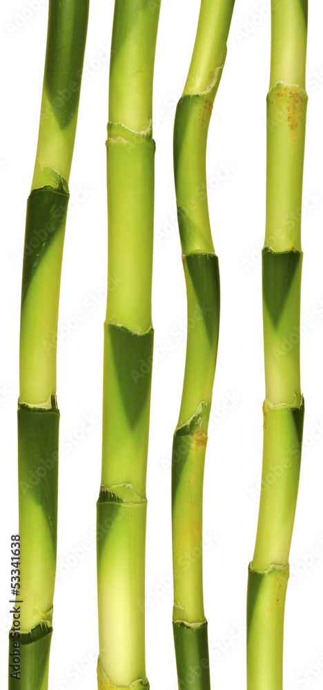 Obraz premium tiges de lucky bamboo, plante porte-bonheur