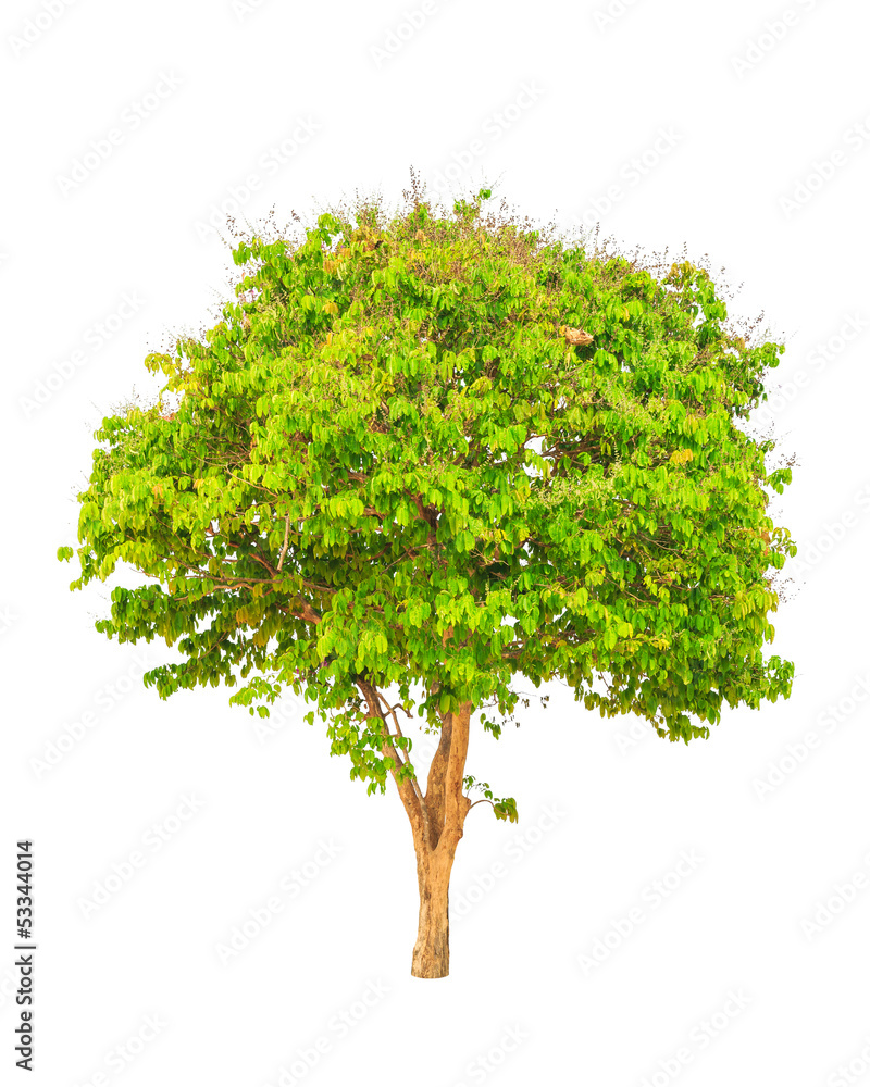 Lagerstroemia floribunda tree