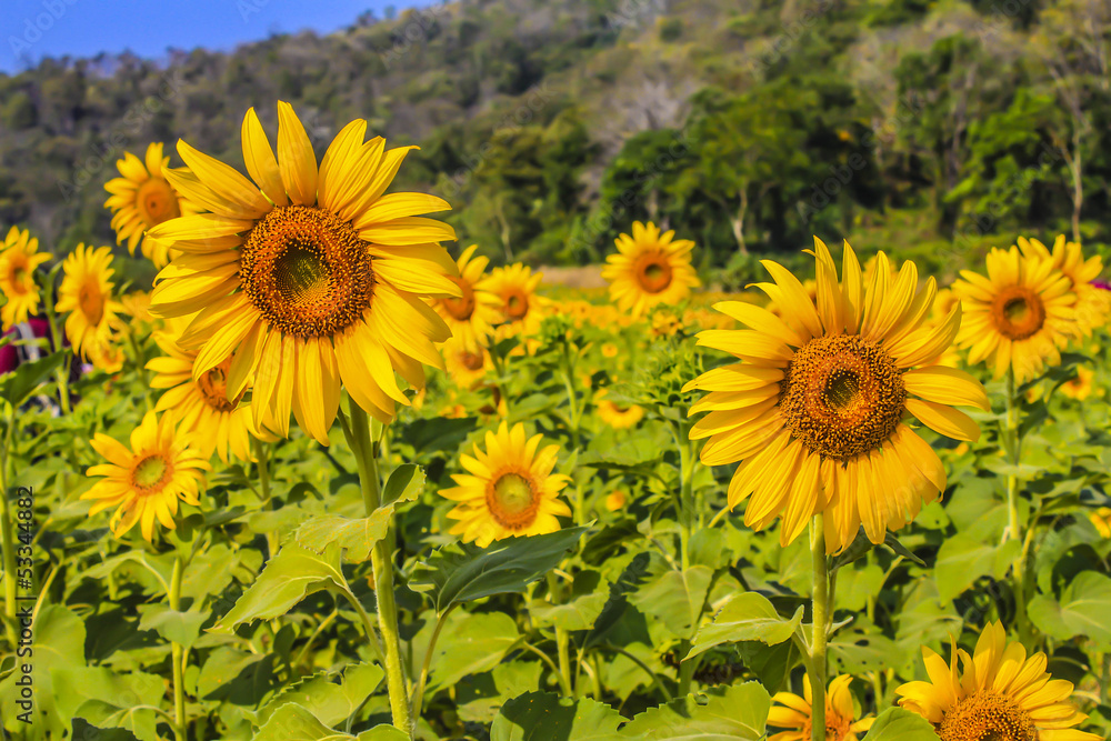 Fototapeta premium Sunflower in the sunflower farm