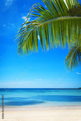 Ветки пальмы на фоне моря и неба