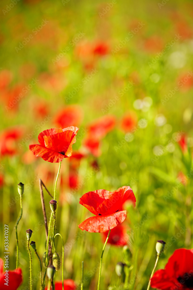 Fototapeta premium Field of Poppy Flowers Papaver rhoeas in Spring