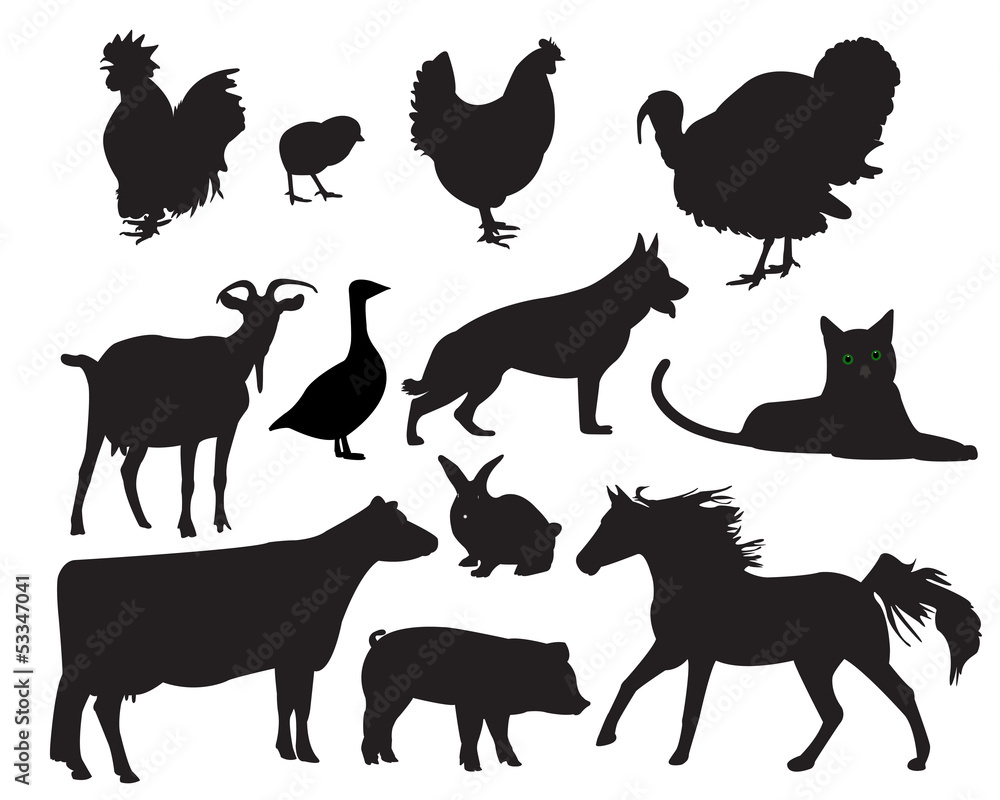 pets pets
