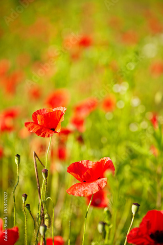 Fototapeta Naklejka Na Ścianę i Meble -  Field of  Poppy Flowers Papaver rhoeas in Spring