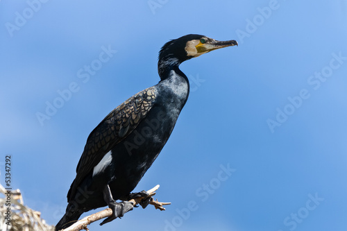 cormorant (phalacrocorax carbo ) © porojnicu