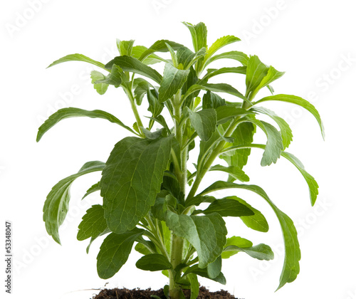 Stevia rebaudiana photo