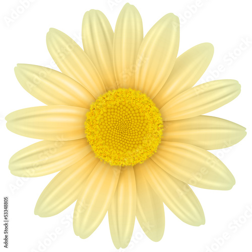 Flower isolated