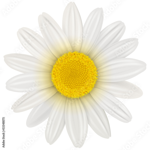 Daisy flower isolated photo