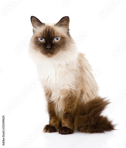 Fotografie, Obraz siamese cat sitting in front. isolated on white background